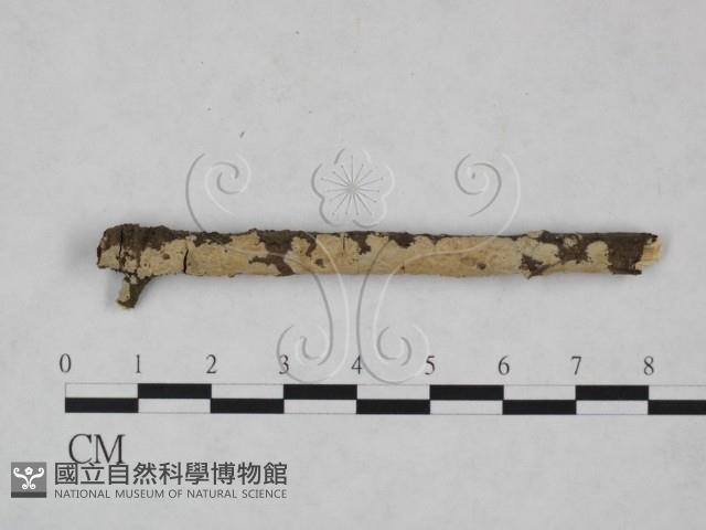射脈菌屬藏品圖，第1張