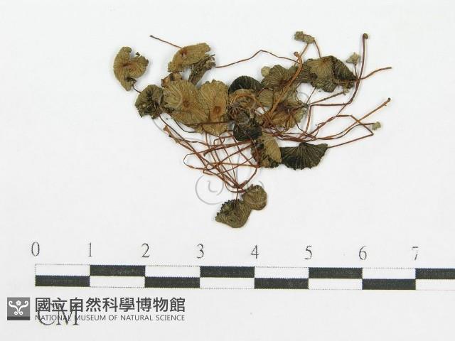 登錄號:F0005260藏品圖，第1張