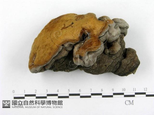 木層孔菌屬藏品圖，第1張