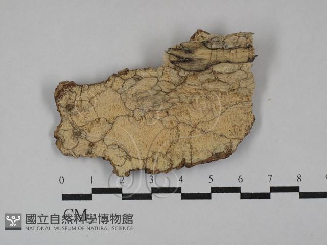 刺革菌屬藏品圖，第1張