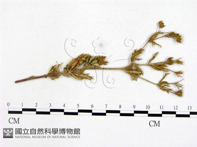 登錄號:F0019260藏品圖，第1張