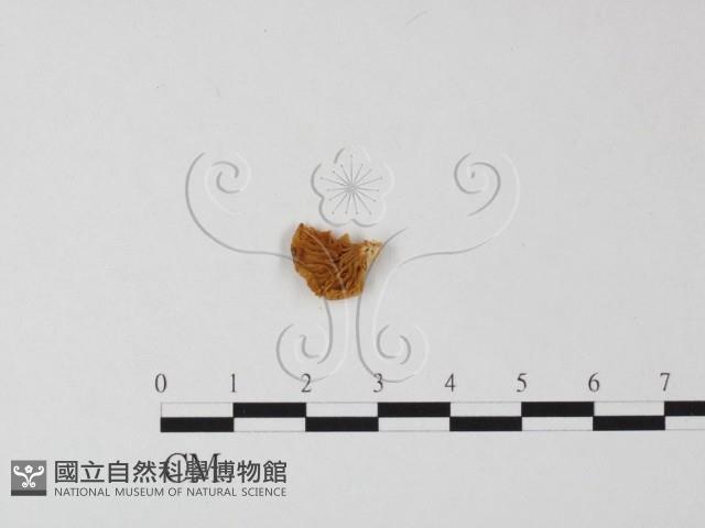 登錄號:F0003260藏品圖，第1張