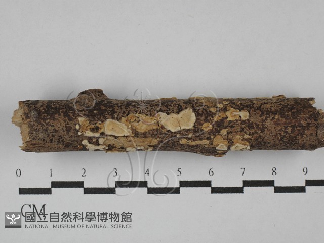 刺皮菌屬藏品圖，第1張