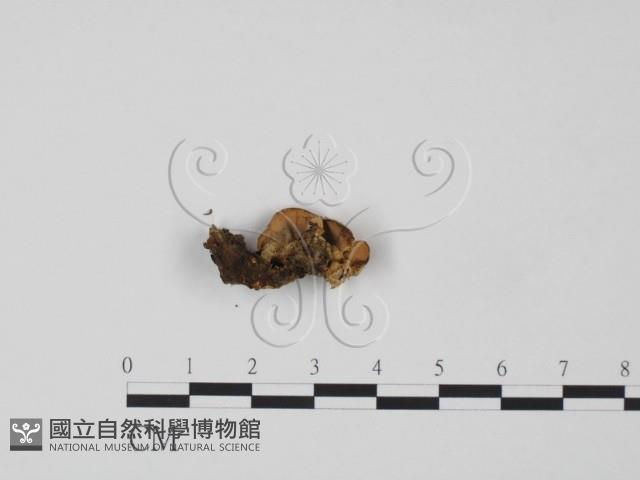韌革菌屬藏品圖，第1張