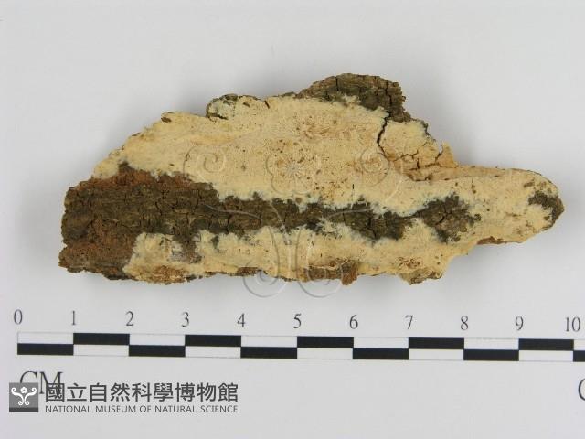 登錄號:F0020860藏品圖，第1張
