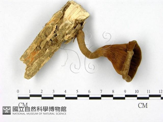 登錄號:F0010860藏品圖，第1張