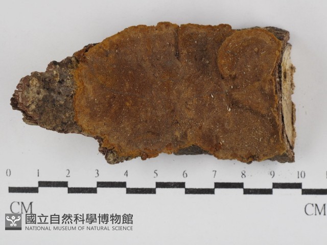登錄號:F0030860藏品圖，第1張