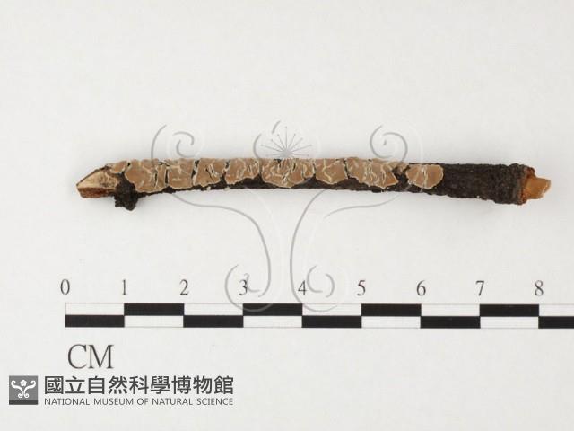 登錄號:F0026860藏品圖，第1張