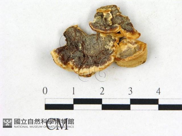 登錄號:F0006860藏品圖，第1張