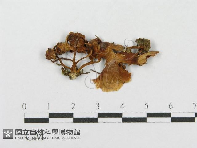 登錄號:F0001860藏品圖，第1張