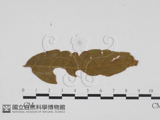 登錄號:F0011860藏品圖，第1張