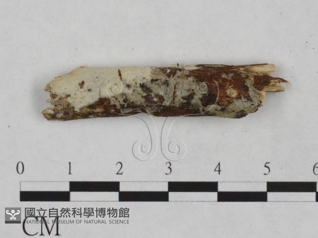 顯絲菌屬藏品圖，第1張