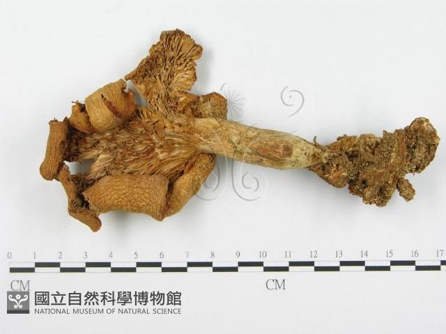 登錄號:F0004860藏品圖，第1張