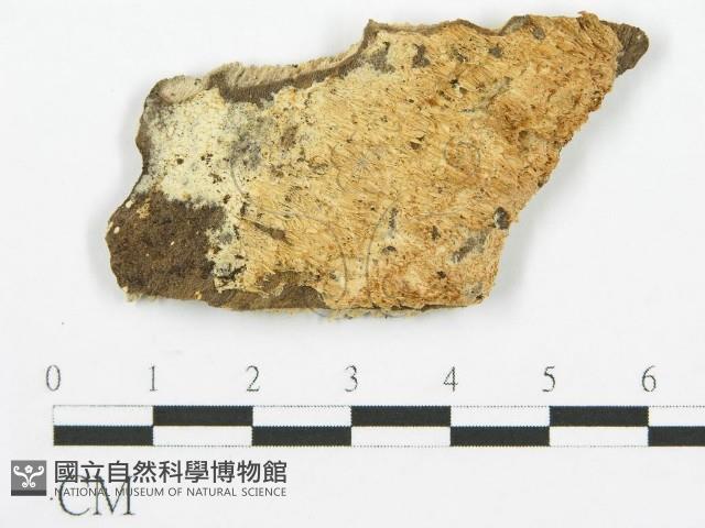 登錄號:F0014860藏品圖，第1張