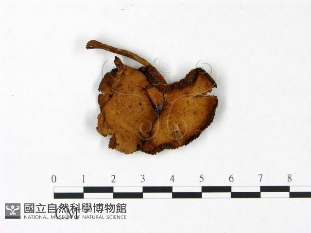 登錄號:F0022860藏品圖，第1張