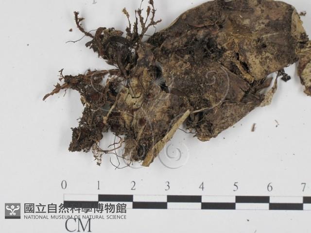 登錄號:F0012860藏品圖，第1張