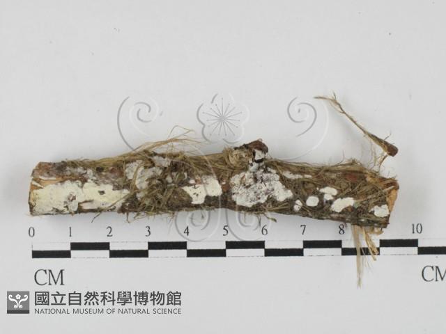 絲齒菌屬藏品圖，第1張