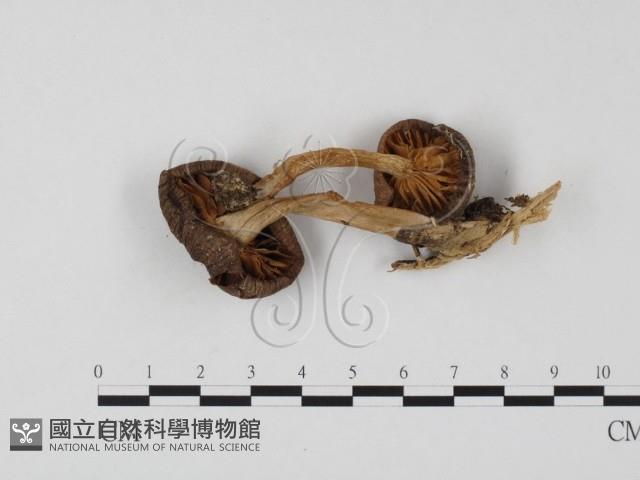 登錄號:F0025860藏品圖，第1張