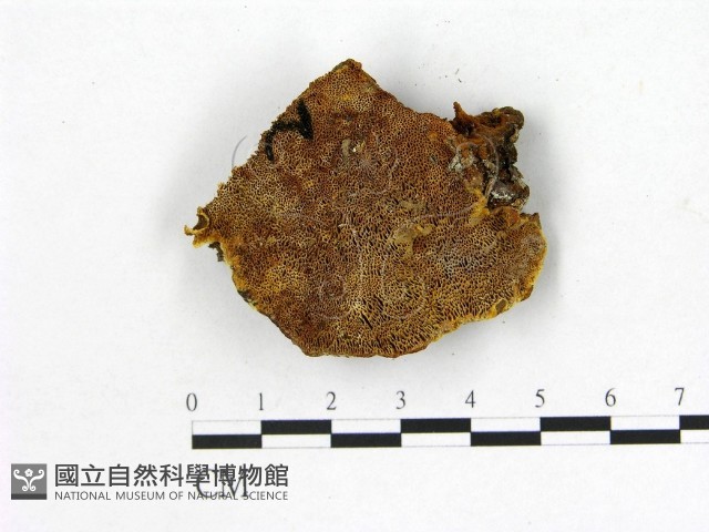 登錄號:F0005860藏品圖，第1張