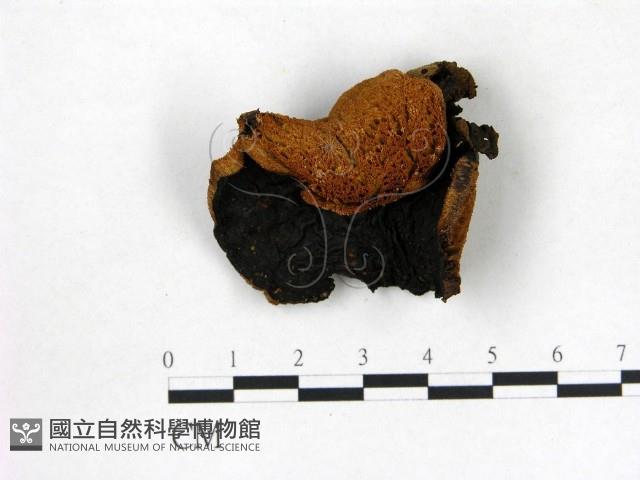 登錄號:F0015860藏品圖，第1張