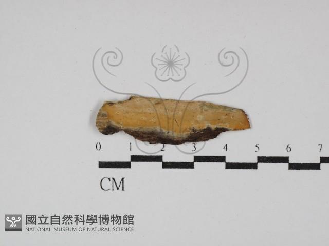 顯絲菌屬藏品圖，第1張