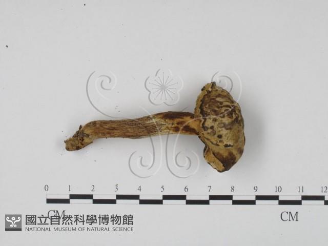 登錄號:F0009860藏品圖，第1張