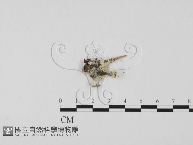 登錄號:F0023860藏品圖，第1張