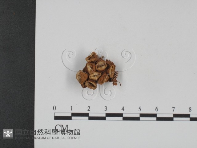 登錄號:F0003860藏品圖，第1張