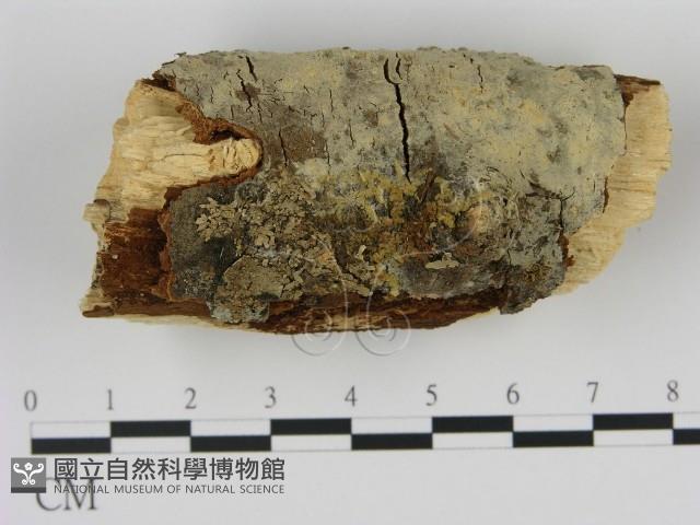 剛毛絲皮菌藏品圖，第1張