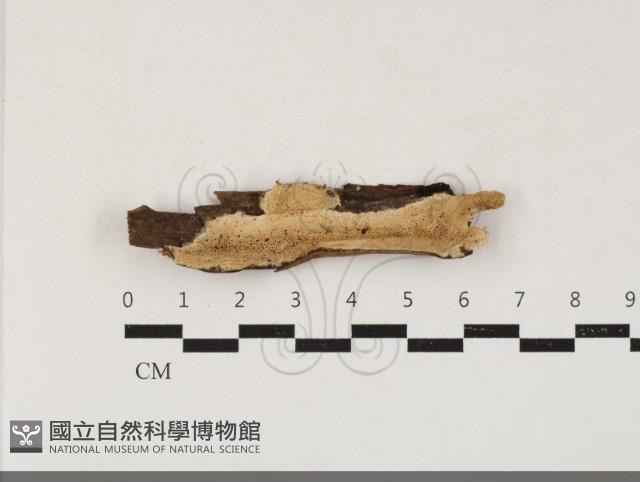 登錄號:F0033860藏品圖，第1張
