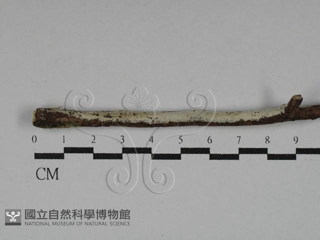 絲齒菌屬藏品圖，第1張