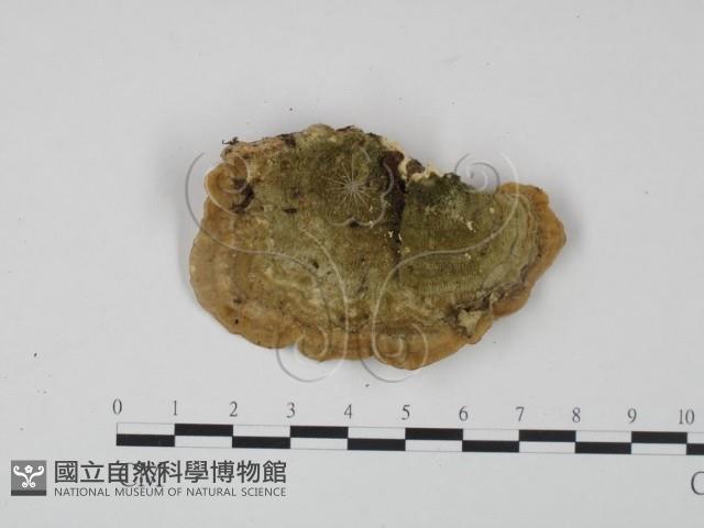登錄號:F0020960藏品圖，第1張