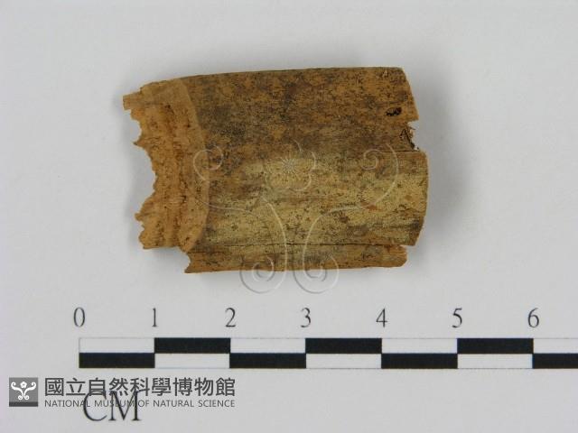 登錄號:F0000960藏品圖，第1張