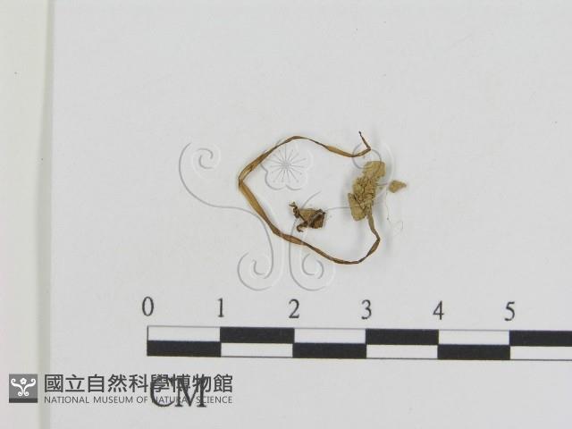 登錄號:F0010960藏品圖，第1張