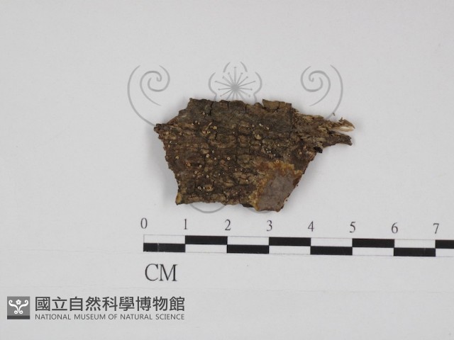 登錄號:F0030960藏品圖，第1張