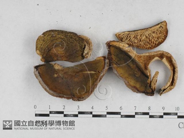 登錄號:F0026960藏品圖，第1張