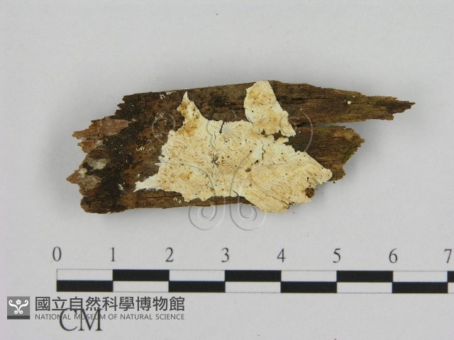 登錄號:F0006960藏品圖，第1張