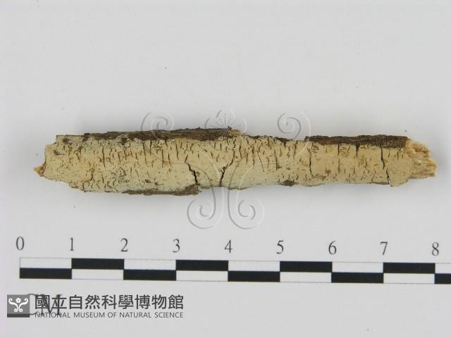 登錄號:F0016960藏品圖，第1張
