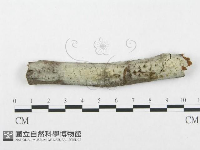 登錄號:F0001960藏品圖，第1張