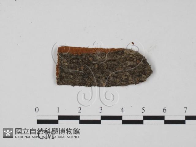 登錄號:F0011960藏品圖，第1張