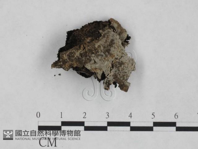 登錄號:F0024960藏品圖，第1張