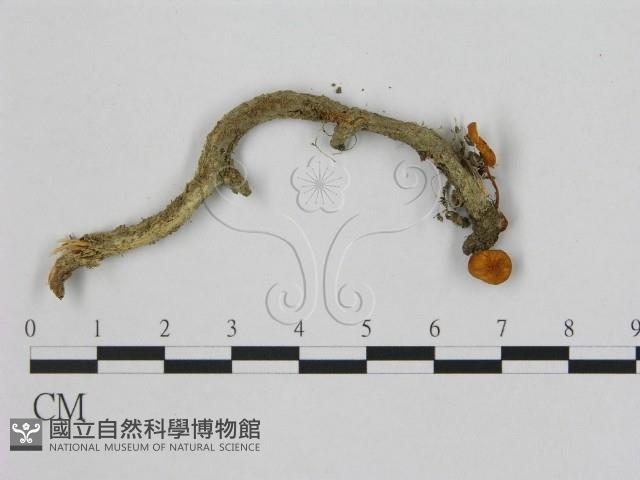 小皮傘屬藏品圖，第1張