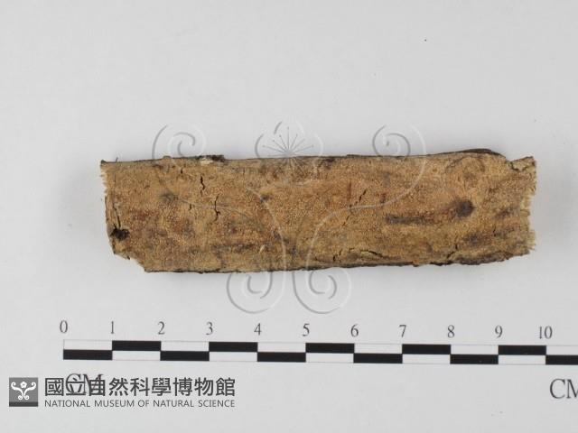 射脈菌屬藏品圖，第1張