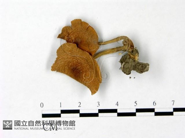 登錄號:F0022960藏品圖，第1張
