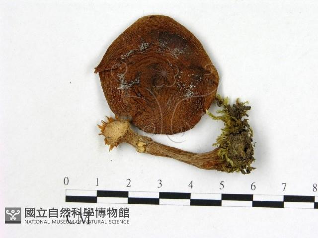 微皮傘屬藏品圖，第1張
