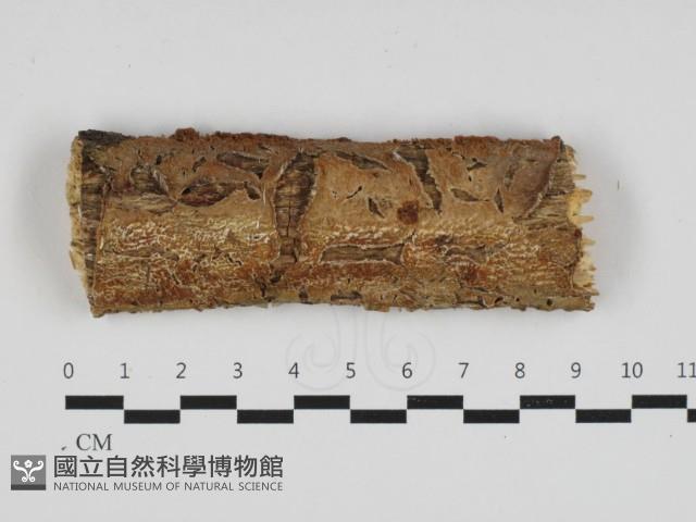 登錄號:F0032960藏品圖，第1張