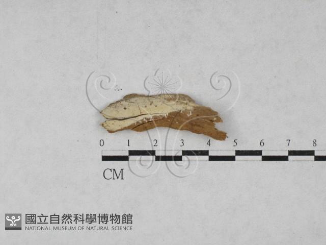 射脈菌屬藏品圖，第1張