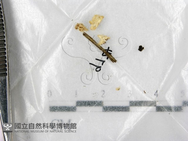 登錄號:F0007960藏品圖，第1張