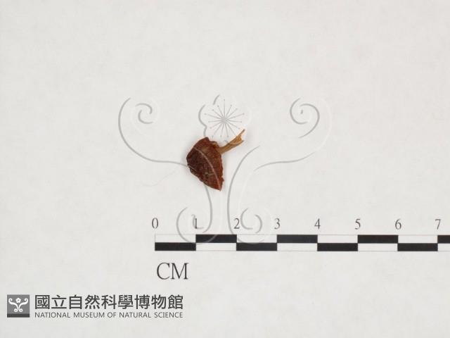 登錄號:F0025960藏品圖，第1張