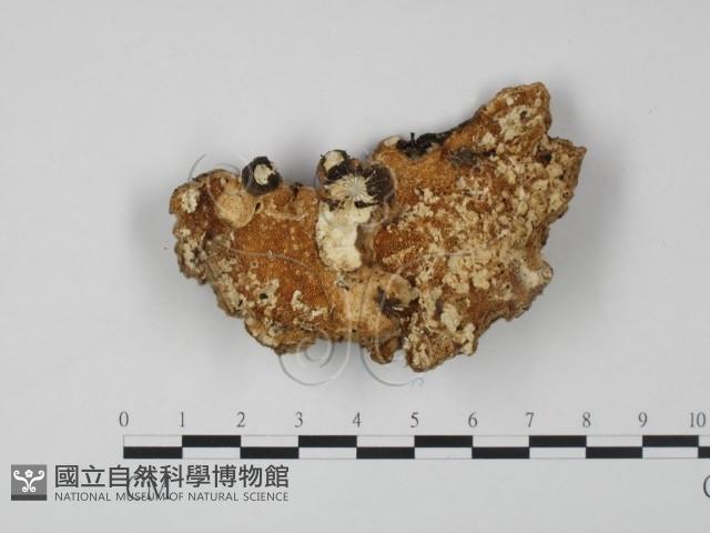 登錄號:F0005960藏品圖，第1張